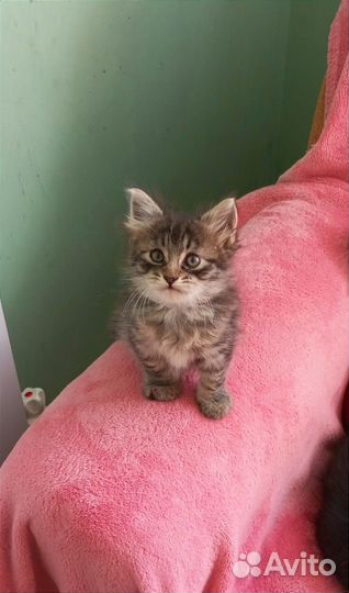 Котенок 1.5 месяца мальчик