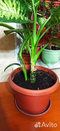 Диффенбахия