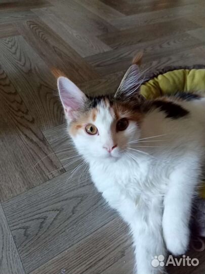 Кошка