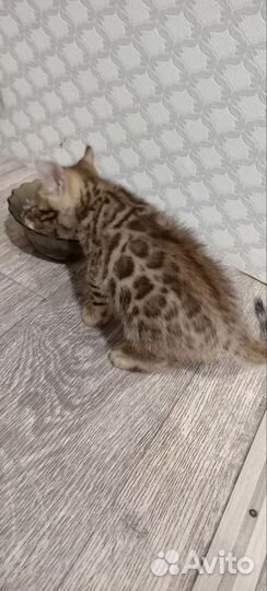 Бенгальские котята