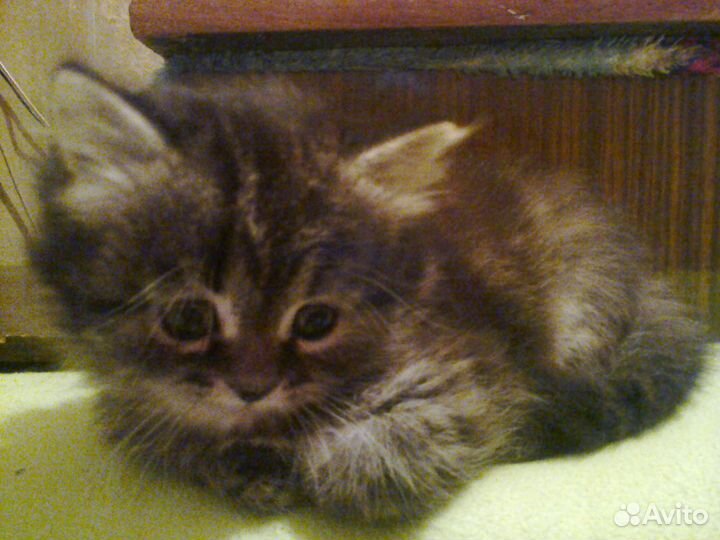 Котята-полуперсы в добрые руки