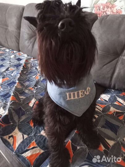 Банданы на ошейник для собак