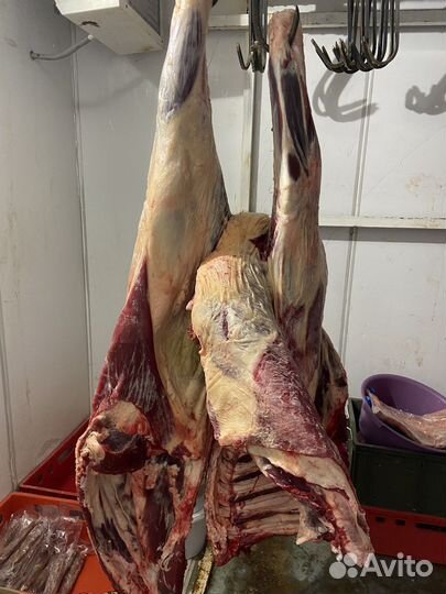 Мясо говядина халяль