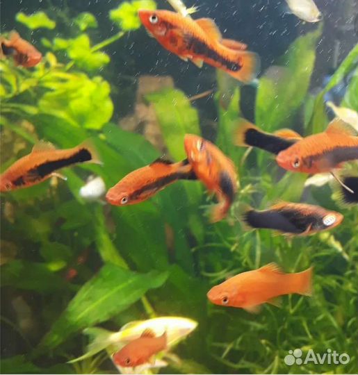 Рыба: меченосцы