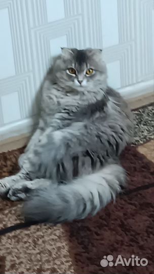 Кошки в добрые руки