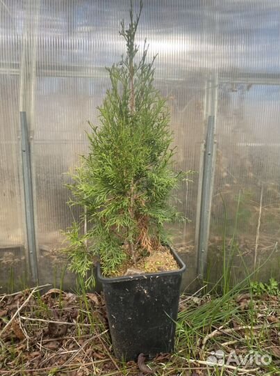 Туя, можжевельник