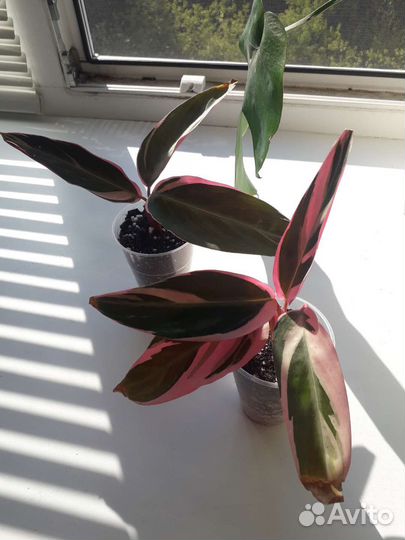 Строманта триколор