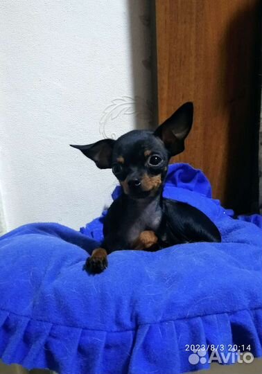 Мини тойчики