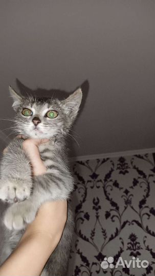 Кошки в добрые руки