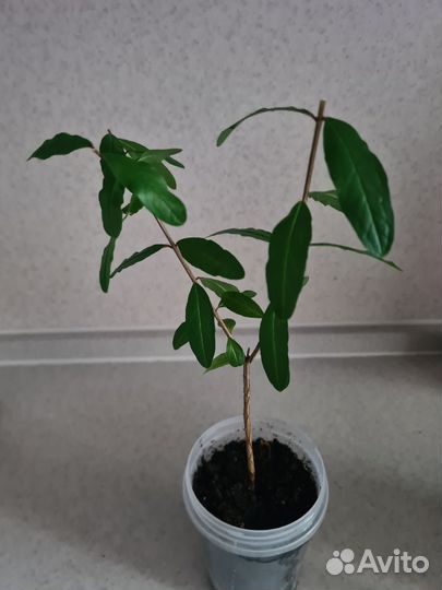 Деревце Граната декоративный