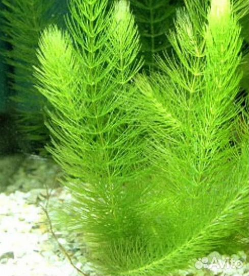 Украшение для аквариума