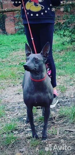 Американский голый терьер щенки