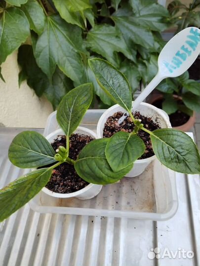 Гортензия Либелле крупнолистная саженцы