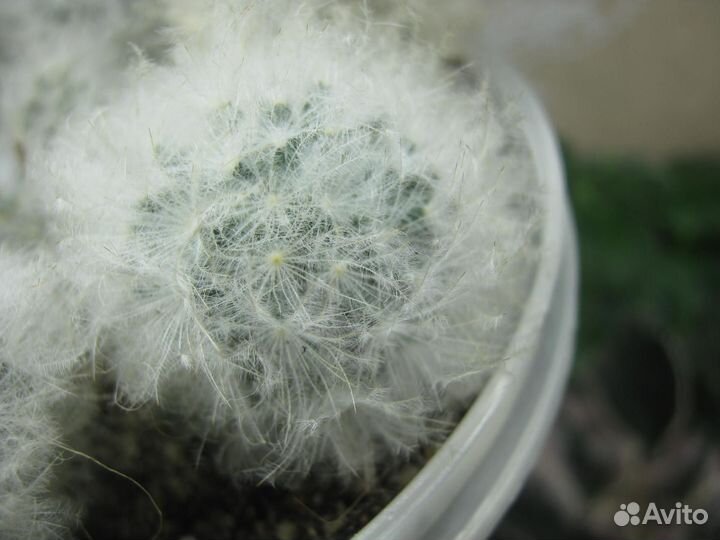 Кактус Маммиллярия Плюмоза (mammillaria plumosa)