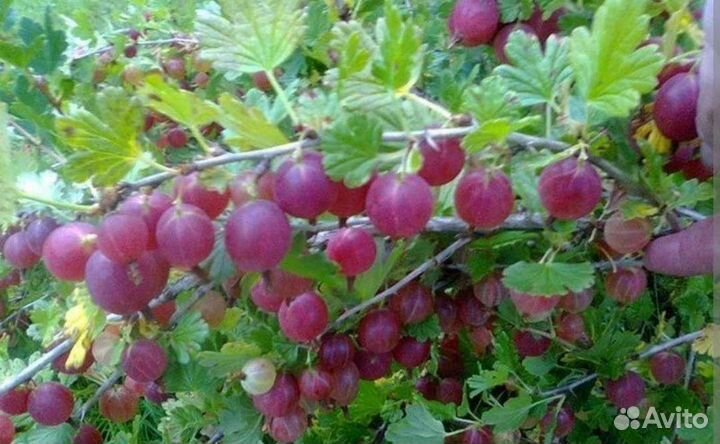 Крыжовник сажанцы зкс