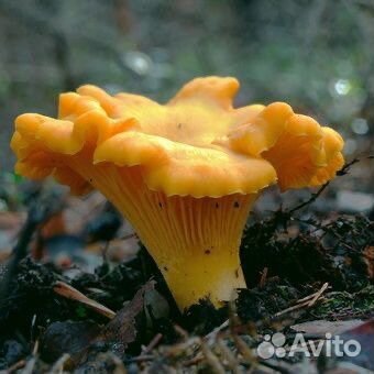 Грибы Лисички свежие