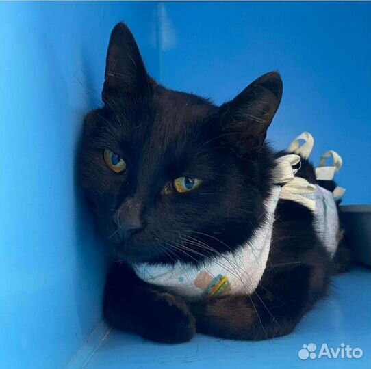 Кошка