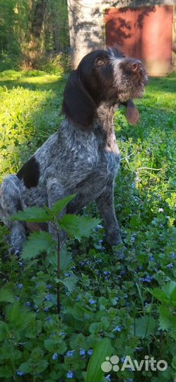 Щенки дратхаара