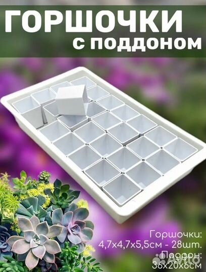 Суккуленты