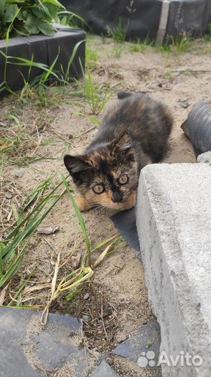 Кошка в добрые руки