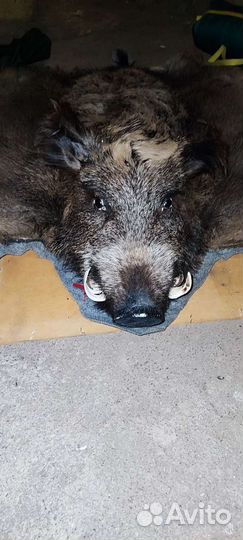 Чучело самца кабана