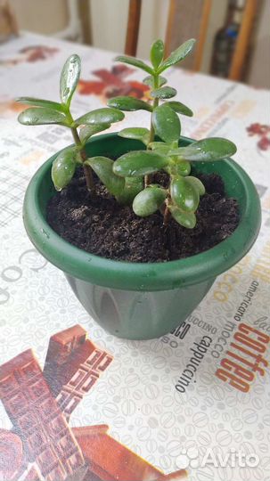 Толстянка(денежное дерево)