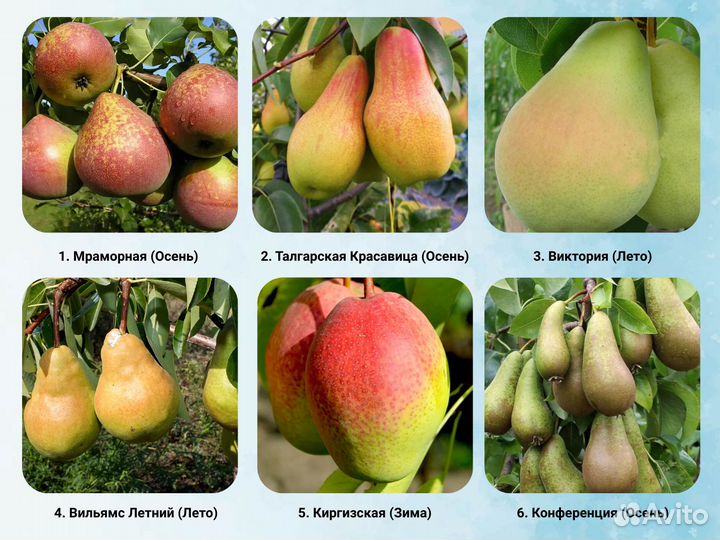 Саженцы груши. Груша