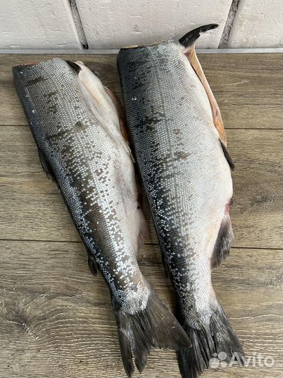 Кижуч дальневосточный