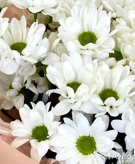 Цветы Белые Хризантемы