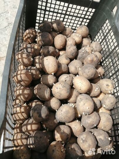 Продаю сменной картофель