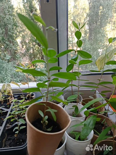 Саженцы фейхоа