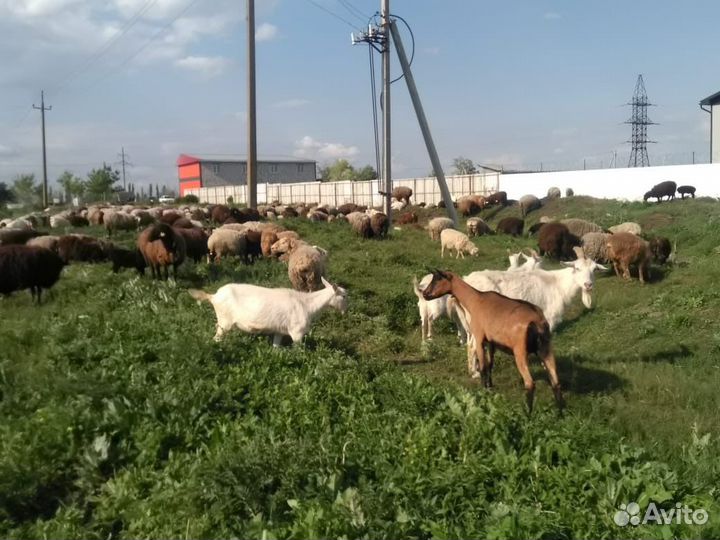 Продам баранов и овец оптом