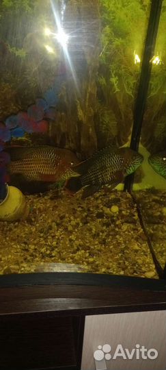 Аквариумные рыбки