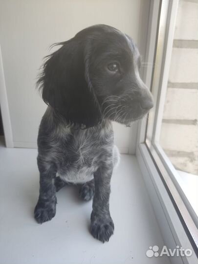 Щенки русского охотничего спаниеля