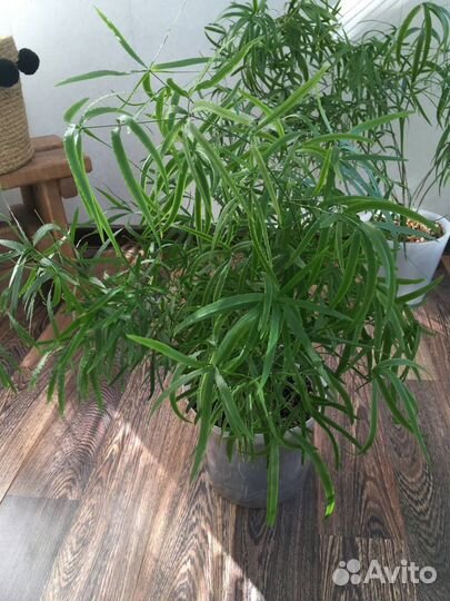 Аспарагус серповидный