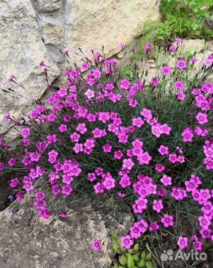 Молодило, Ива извилистая, Гортензия, Астильба