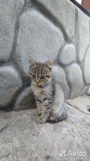 2 котенка в добрые руки