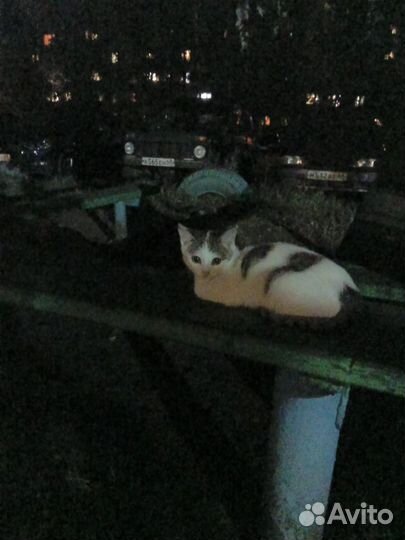 Котенок девочка