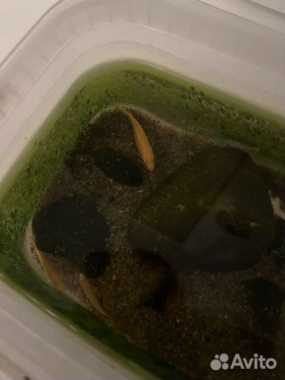 Еллоу цихлиды