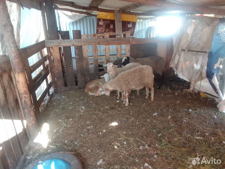 Баранчик романовской и катумской породы