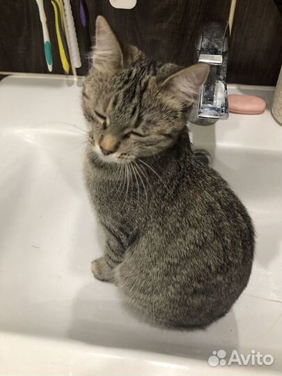 Кошка по имени «дота»