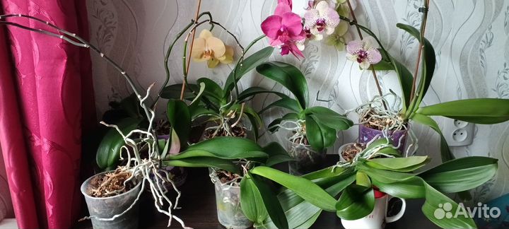 Орхидея