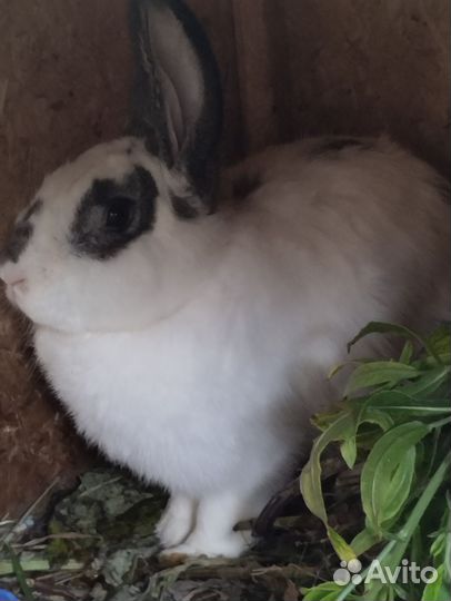 Кролики мясных пород великаны