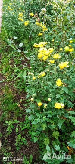 Хризантема желтая, Ф12см