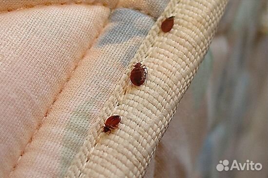 Травим насекомых, тараканы, клопы и пр