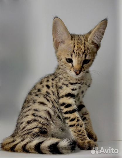 Savannah F1 / Саванна Ф1