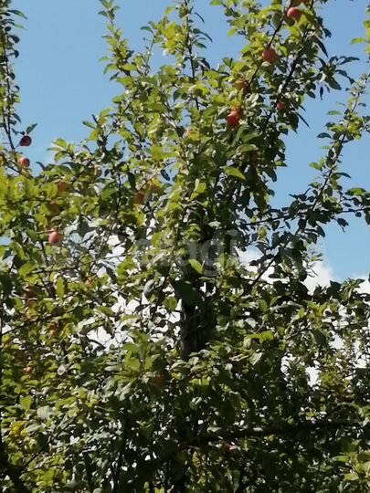 Участок 4,3 га (СНТ, ДНП)