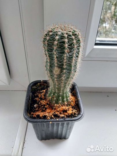 Кактусы разные