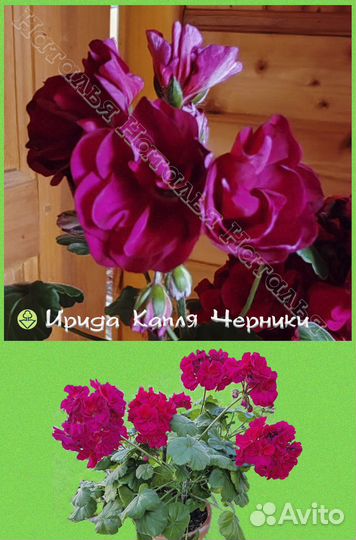 Черенки и подростки сортовых пеларгоний (гераней)