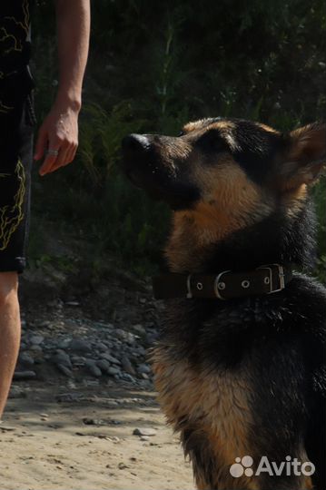 Дрессировщик собак кинолог